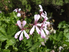 Pelargonium zonale