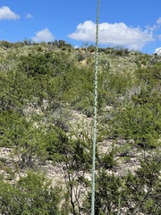 Agave lechuguilla