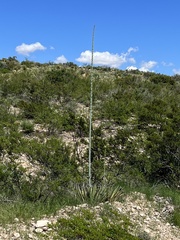 Agave lechuguilla
