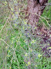 Kunzea leptospermoides