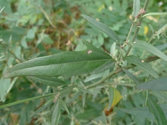 Atriplex oblongifolia