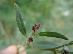 Atriplex oblongifolia