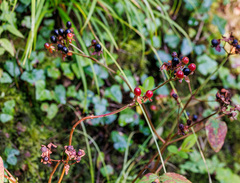 Hypericum androsaemum