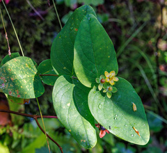 Hypericum androsaemum