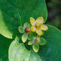 Hypericum androsaemum