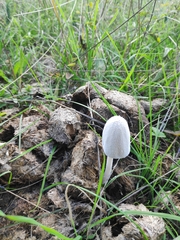 Coprinopsis nivea