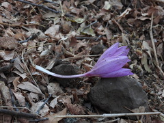 Colchicum feinbruniae