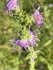 Liatris squarrulosa