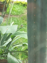 Coereba flaveola