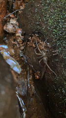 Dolomedes vittatus