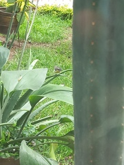 Coereba flaveola