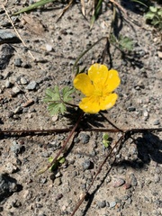 Ranunculus repens