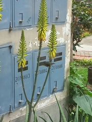 Coereba flaveola