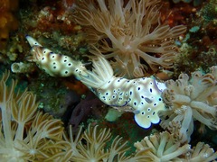 Hypselodoris tryoni