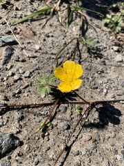 Ranunculus repens