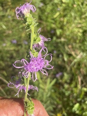 Liatris squarrulosa