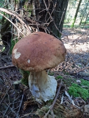 Boletus