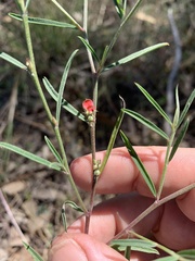 Indigofera linifolia