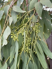 Eucalyptus