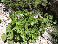 Pelargonium zonale