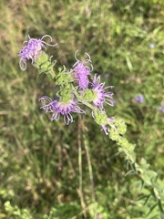 Liatris squarrulosa