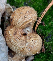 Scleroderma