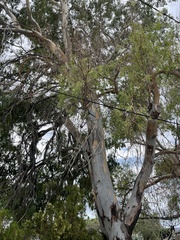 Eucalyptus