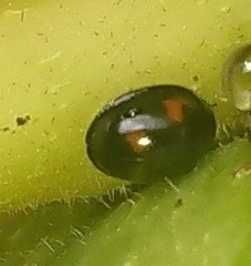 Exochomus quadripustulatus