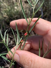 Indigofera linifolia