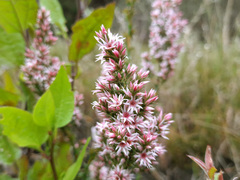Sprengelia incarnata