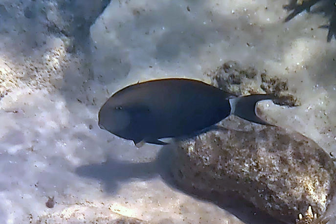 Epaulette surgeonfish