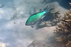 Chromis atripectoralis