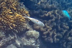 Mulloidichthys flavolineatus