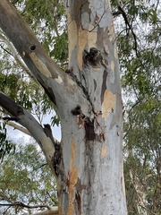 Eucalyptus