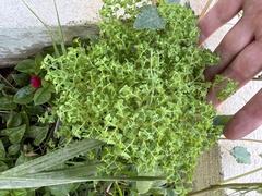 Euphorbia peplus