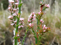 Sprengelia incarnata