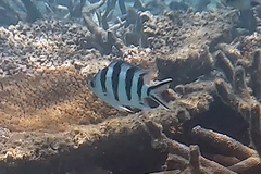 Abudefduf sexfasciatus