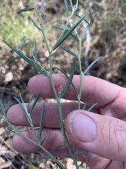 Indigofera linifolia