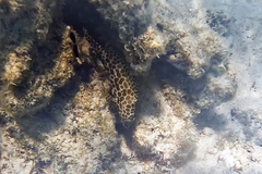 Epinephelus merra