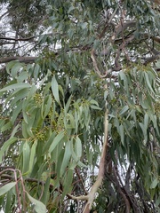 Eucalyptus