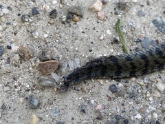 Rhabdophis tigrinus