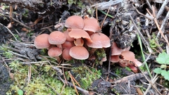 Psathyrella piluliformis