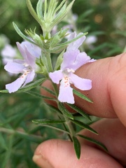 Westringia eremicola