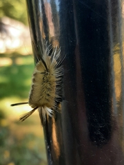 Phaegopterina
