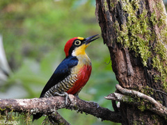 Melanerpes flavifrons