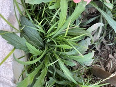 Erigeron bonariensis
