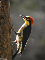 Melanerpes flavifrons