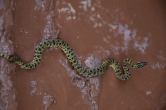 Protobothrops jerdonii