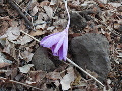 Colchicum feinbruniae