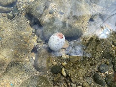 Anser anser domesticus